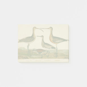 Marsh Bird Curlew Snipe Vogelbeobachtung Post-it Klebezettel