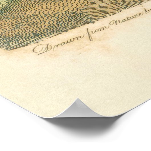 Marsh Bird Curlew Snipe Vogelbeobachtung Poster (Ecke)