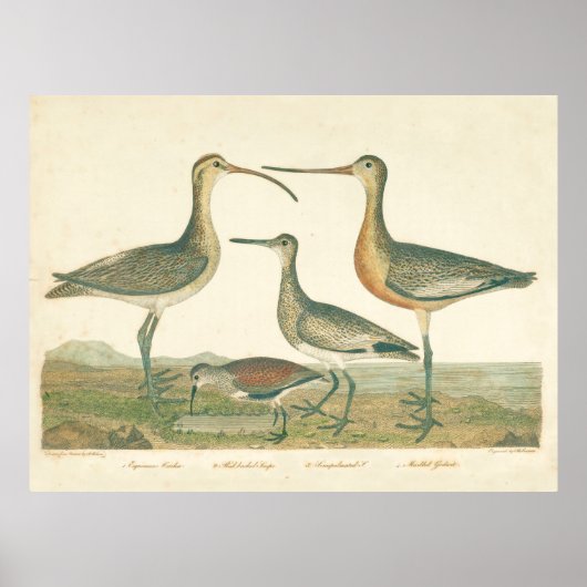 Marsh Bird Curlew Snipe Vogelbeobachtung Poster (Vorne)