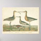 Marsh Bird Curlew Snipe Vogelbeobachtung Poster (Vorne)