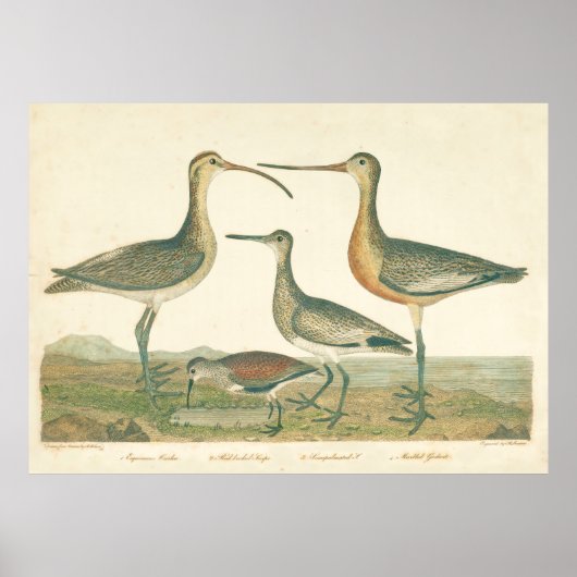 Marsh Bird Curlew Snipe Vogelbeobachtung Poster (Vorne)