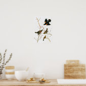 Marsh Blackbird John Audubon Birds of America Poster (Küche)