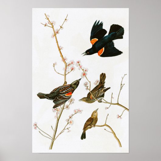 Marsh Blackbird John Audubon Birds of America Poster (Vorne)