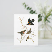Marsh Blackbird John Audubon Birds of America Postkarte (Stehend Vorderseite)