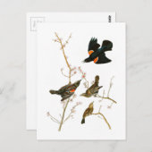 Marsh Blackbird John Audubon Birds of America Postkarte (Vorne/Hinten)