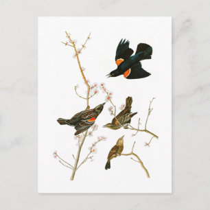 Marsh Blackbird John Audubon Birds of America Postkarte