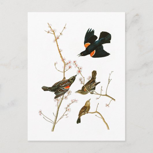 Marsh Blackbird John Audubon Birds of America Postkarte (Vorderseite)