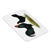 Marsh Daisy Chickens Magnet (Rechte Seite)