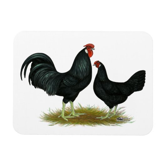 Marsh Daisy Chickens Magnet (Horizontal)