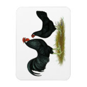 Marsh Daisy Chickens Magnet (Vertikal)