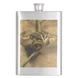 Marsh Frog ist in Flussgemälden eingetaucht Flachmann