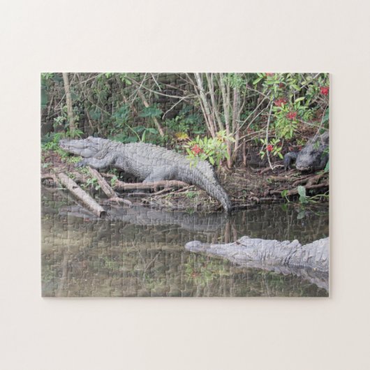 Marsh Gators - American Alligator Jigsaw Puzzle (Horizontal)