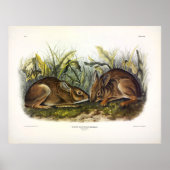 Marsh Hare, Marsh Rabbit von Audubon Poster (Vorne)