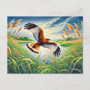 Marsh Harrier über Lake Reedbeds Feiertagspostkarte
