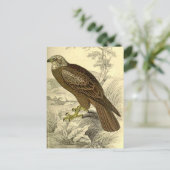 Marsh Harrier: Vintag Jardines Postkarte (Stehend Vorderseite)