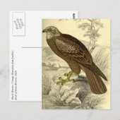 Marsh Harrier: Vintag Jardines Postkarte (Vorne/Hinten)