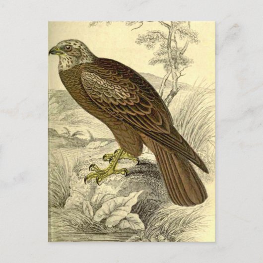 Marsh Harrier: Vintag Jardines Postkarte (Vorderseite)