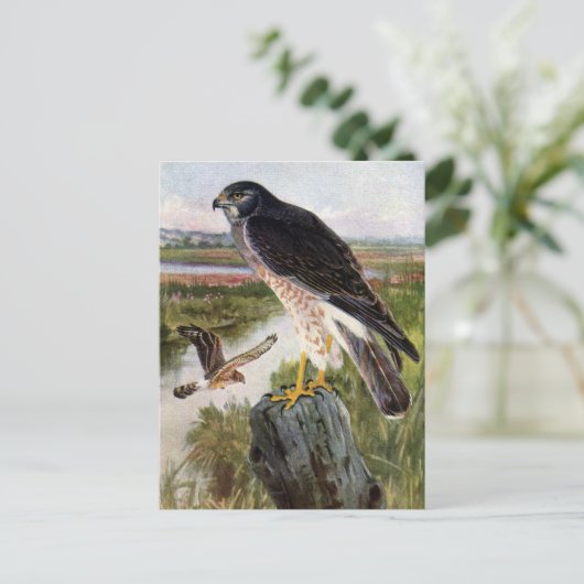 Marsh Hawk Postkarte (Stehend Vorderseite)