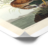 Marsh Hawk von Audubon Poster (Ecke)