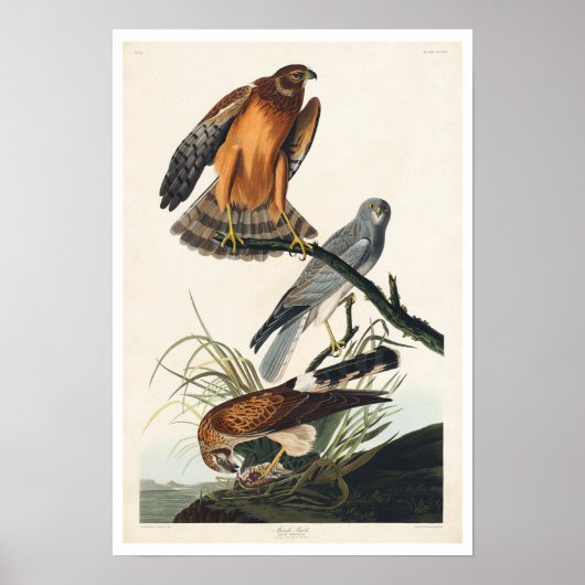 Marsh Hawk von Audubon Poster (Vorne)