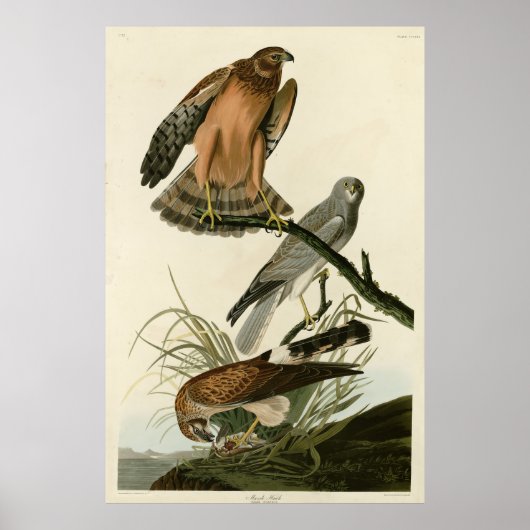 Marsh Hawk von Audubons Vögeln von Amerika Poster (Vorne)