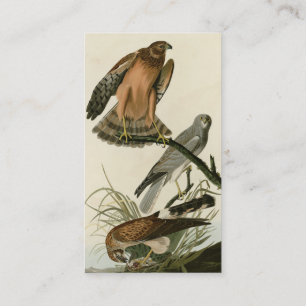 Marsh Hawk von Audubons Vögeln von Amerika Visitenkarte