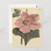 Marsh Hibiskus Botanische Illustration Postkarte (Vorne/Hinten)