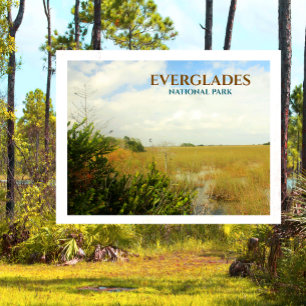 Marsh in Everglades National Park, Florida Postkarte