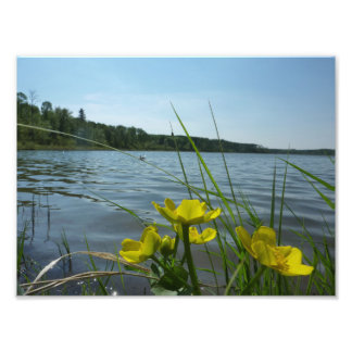 Marsh Marigold Blume von Lakeside Fotodruck