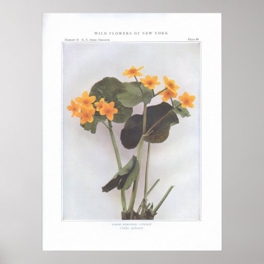 Marsh Marigold; Cowslip - Caltha palustris Poster (Vorne)