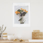 Marsh Marigold; Cowslip - Caltha palustris Poster (Küche)
