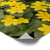 Marsh Marigold in Bloom Poster (Ecke)