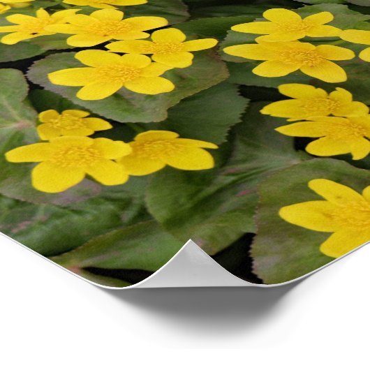 Marsh Marigold in Bloom Poster (Ecke)