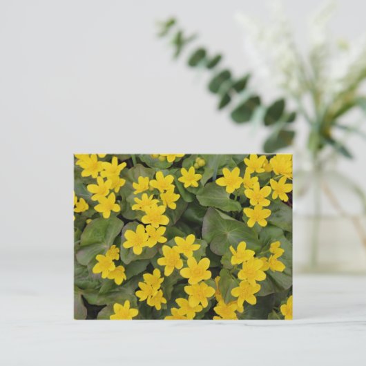 Marsh Marigold in Bloom Postkarte (Stehend Vorderseite)