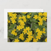 Marsh Marigold in Bloom Postkarte (Vorne/Hinten)