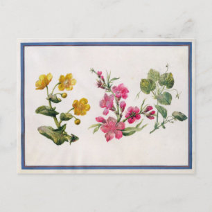 Marsh Marigold, Japonica, Violet (mit Papier) Postkarte