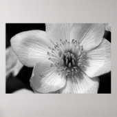 Marsh Marigold Poster (Vorne)