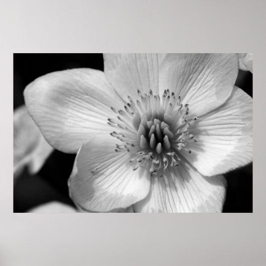 Marsh Marigold Poster (Vorne)