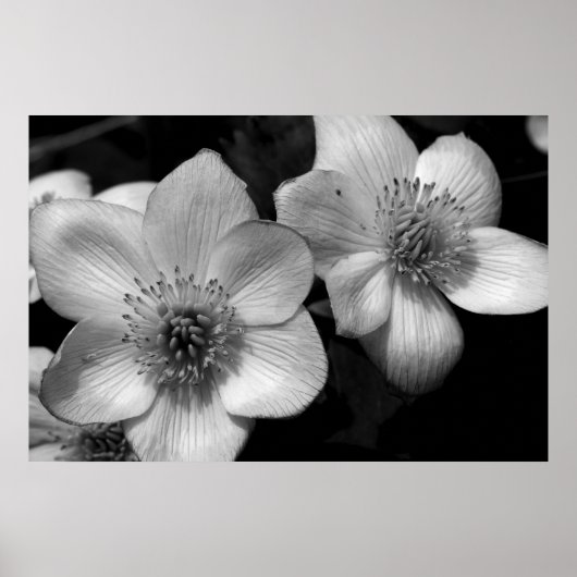 Marsh Marigolds Poster (Vorne)