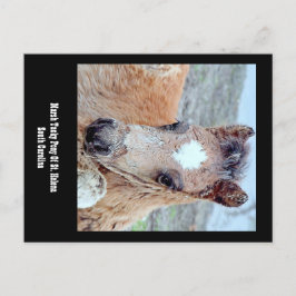 Marsh Tacky Horse Postcard Postkarte