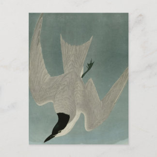 Marsh Tern Postkarte