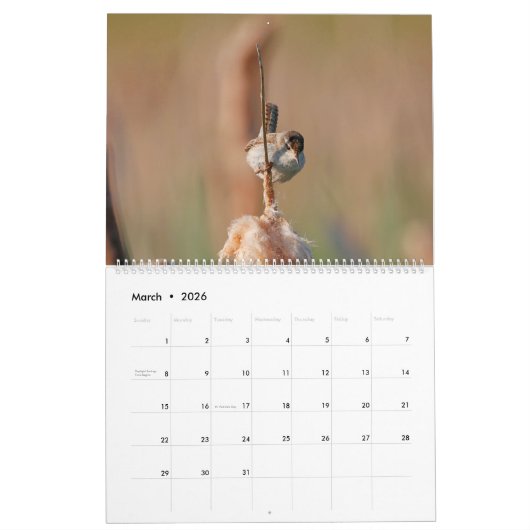 Marsh Wren Kalender (Mär 2026)