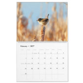 Marsh Wren Kalender (Feb 2027)