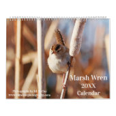 Marsh Wren Kalender (Titelbild)