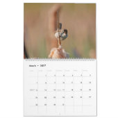 Marsh Wren Kalender (Mär 2027)