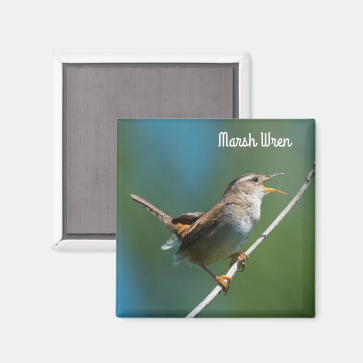 Marsh Wren Magnet (Vorderseite/Rückseite)
