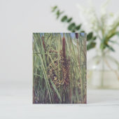 Marsh Wren Nest in Cattails Postkarte (Stehend Vorderseite)