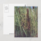 Marsh Wren Nest in Cattails Postkarte (Vorne/Hinten)