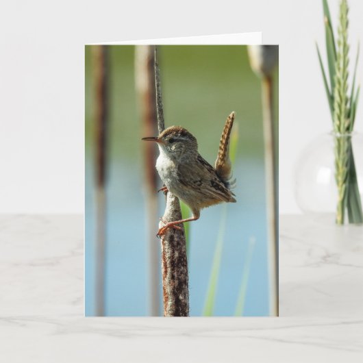 Marsh Wren Notecard Karte (Vorderseite)