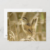 Marsh Wren Postcard Postkarte (Vorne/Hinten)